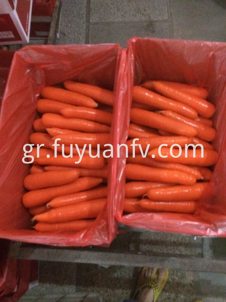 xiamen carrot 